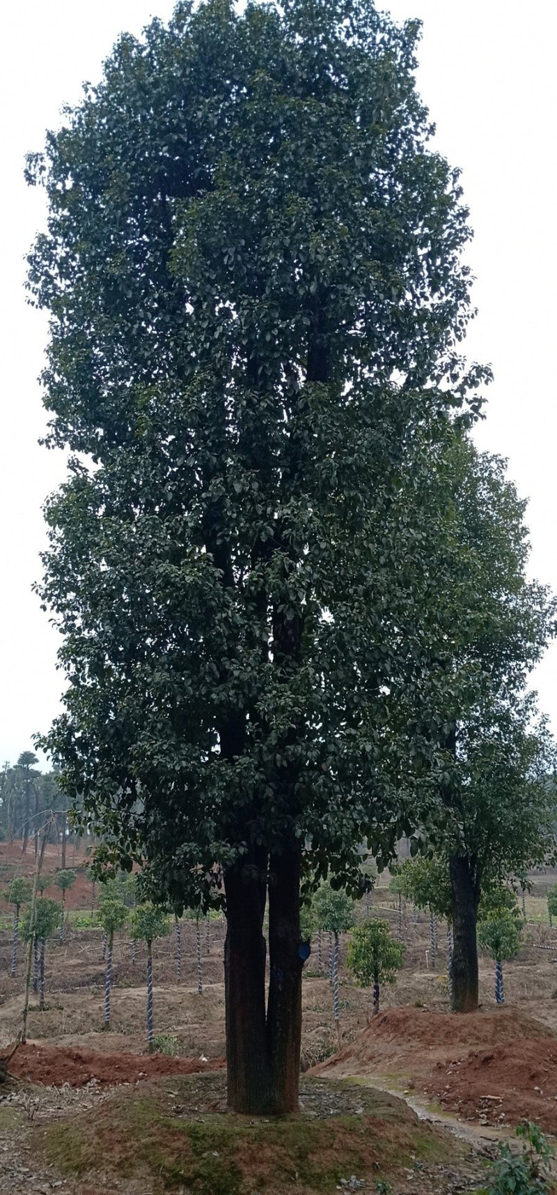 大冠香樟丛生香樟多杆香樟多头香樟骨架移植香樟