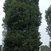 多杆香樟丛生香樟多头香樟自家苗圃基地直供