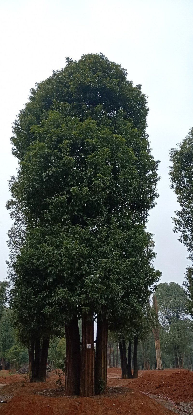 多杆香樟丛生香樟多头香樟自家苗圃基地直供