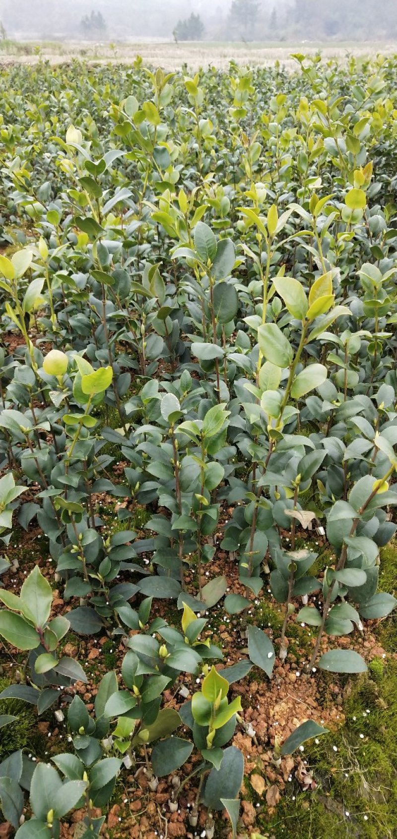 油茶苗长林系列颗裸根苗10-20Cm高产嫁接大果皮薄