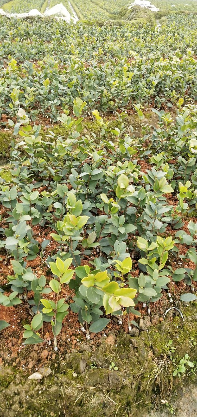油茶苗长林系列颗裸根苗10-20Cm高产嫁接大果皮薄
