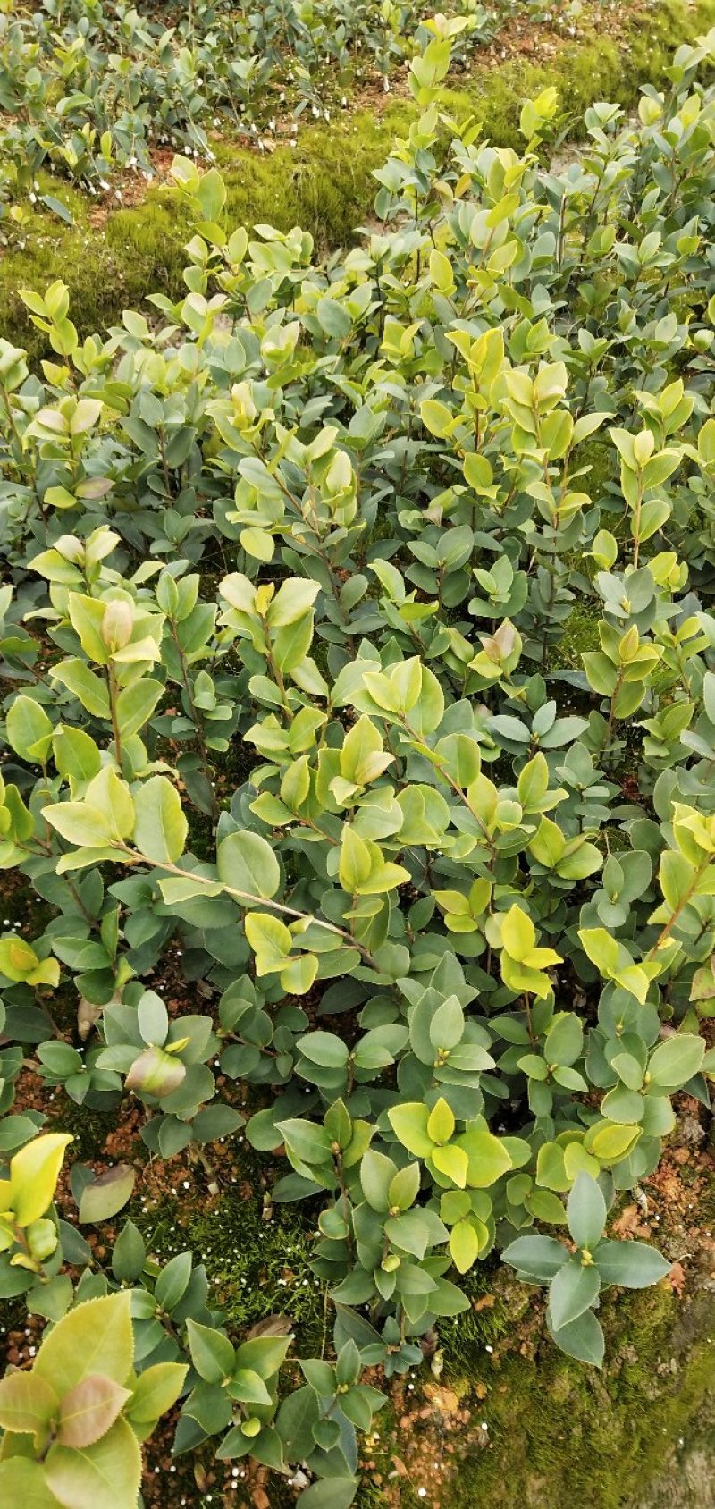 油茶苗长林系列颗裸根苗10-20Cm高产嫁接大果皮薄