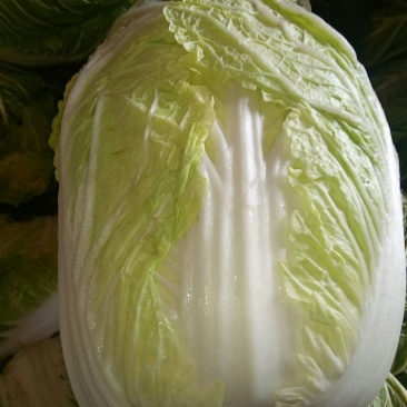 黄心白菜