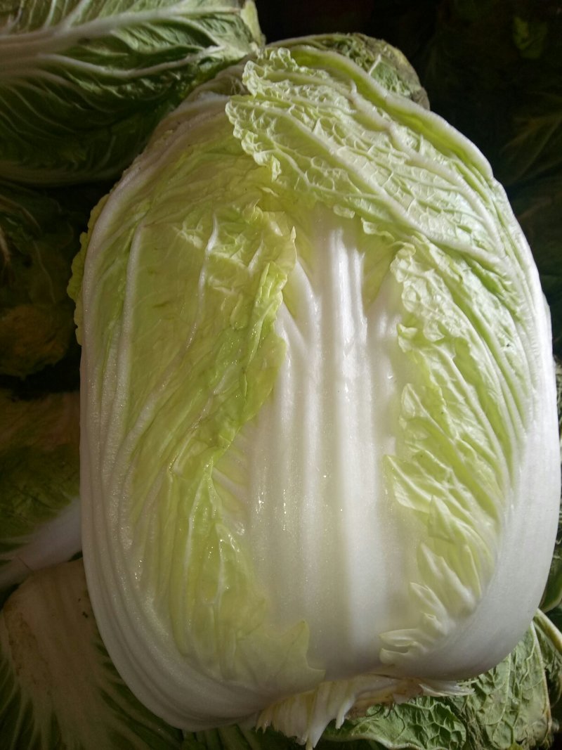 黄心白菜
