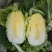 黄心白菜