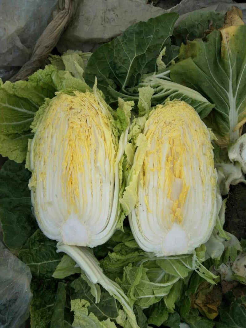 黄心白菜
