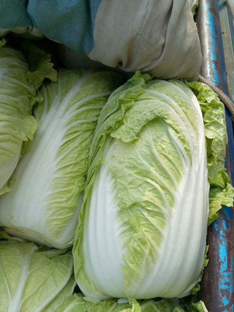 黄心白菜