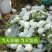 广西红心番石榴红心芭乐5斤产地直供电商微商支持一件代批发