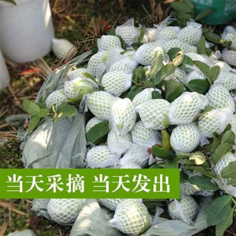 广西红心番石榴红心芭乐5斤产地直供电商微商支持一件代批发