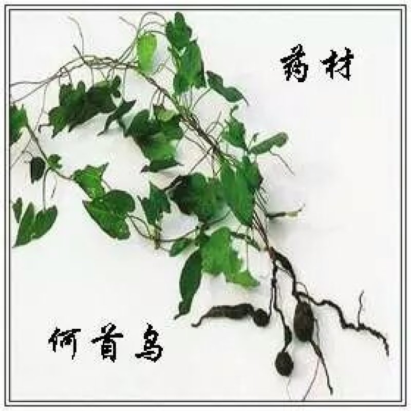 何首乌