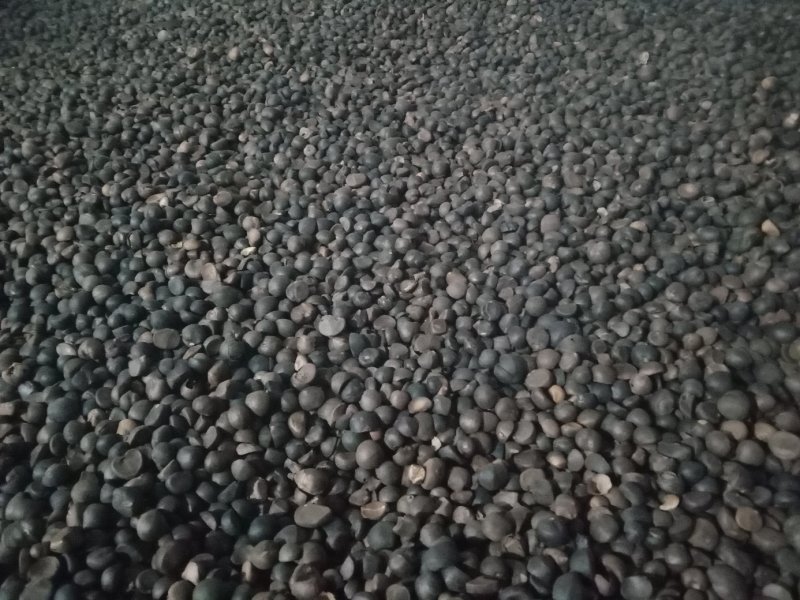 出售油茶籽，木籽，山茶籽