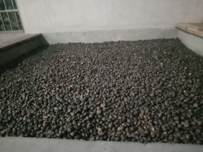 出售油茶籽，木籽，山茶籽