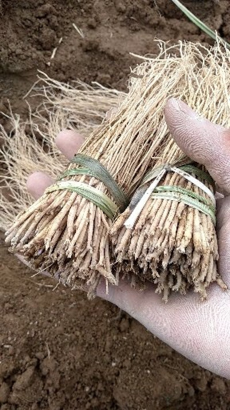党参苗优良品种基地直供