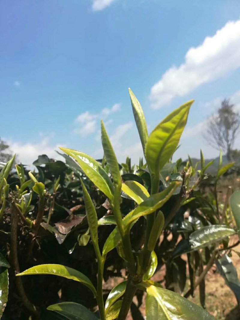 云南普洱古树茶，饼茶散茶。