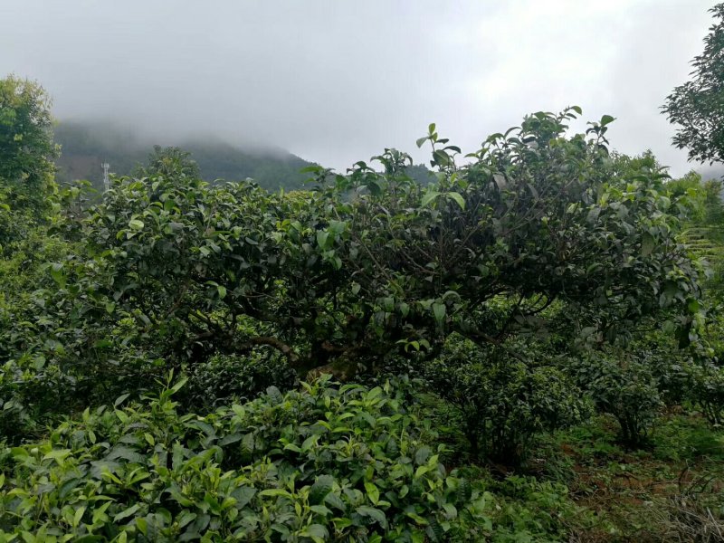 云南普洱古树茶，饼茶散茶。