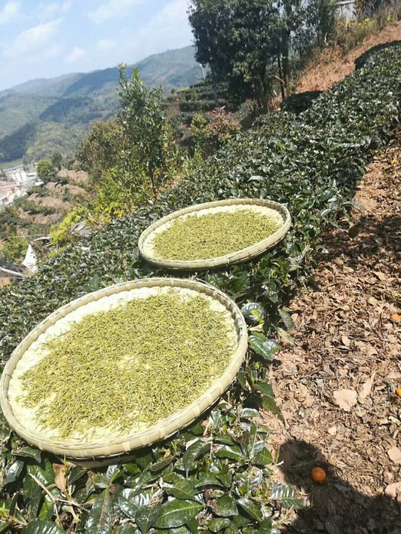 云南普洱古树茶，饼茶散茶。