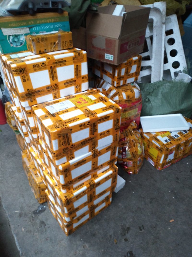 血橙
