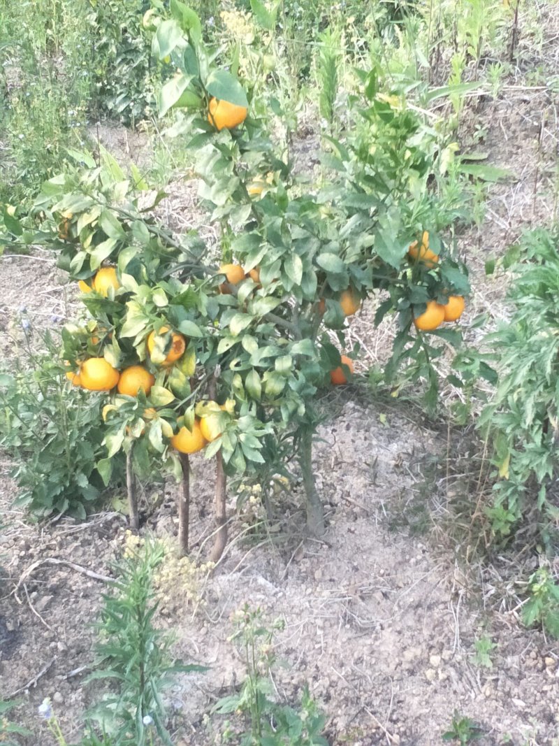 生态园种植基地