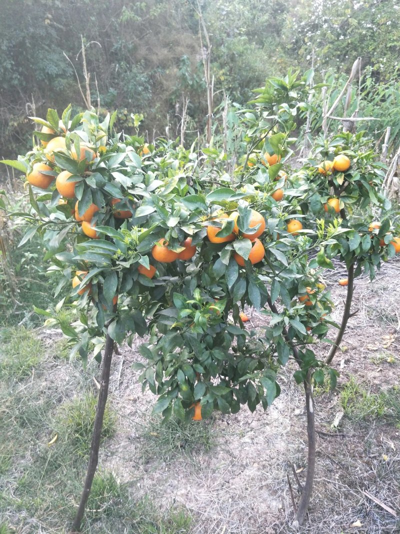 生态园种植基地
