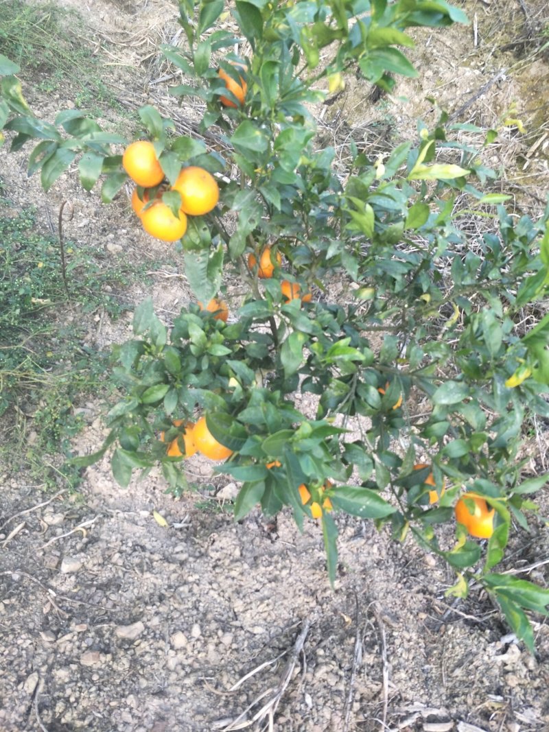 生态园种植基地
