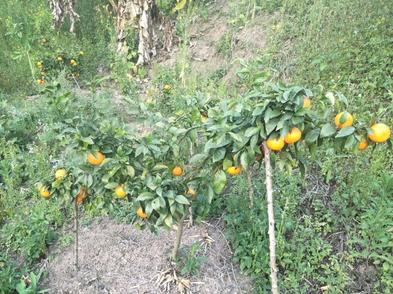 生态园种植基地