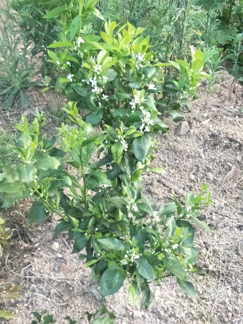生态园种植基地