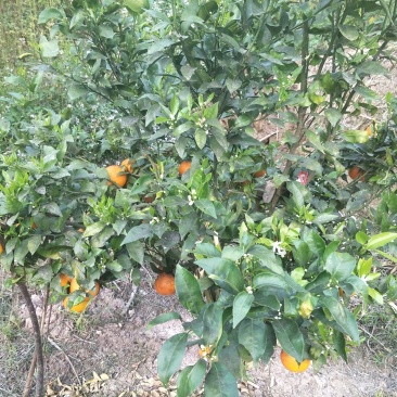 生态园种植基地