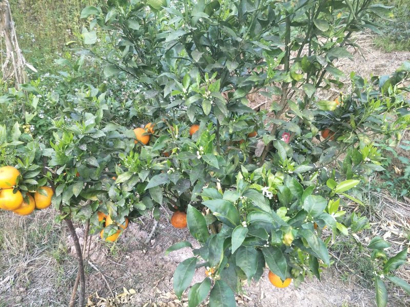 生态园种植基地