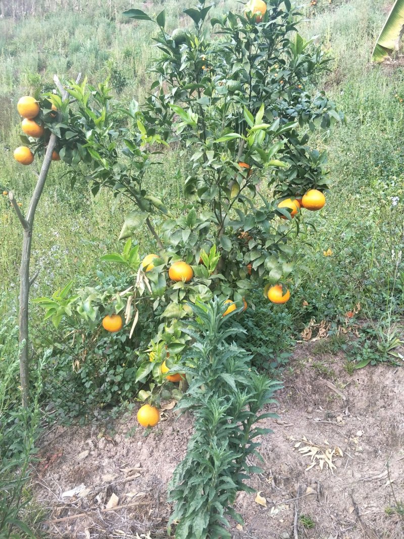 生态园种植基地