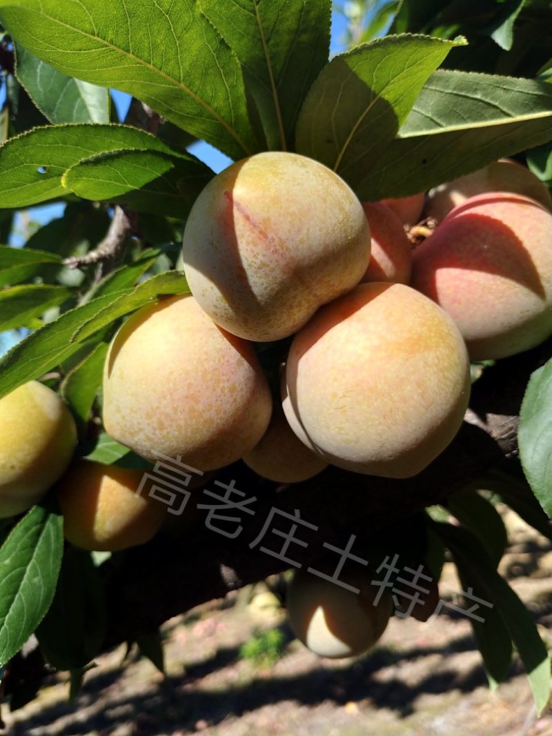 正宗嵊州桃形嫁接李子苗原产地自产自销