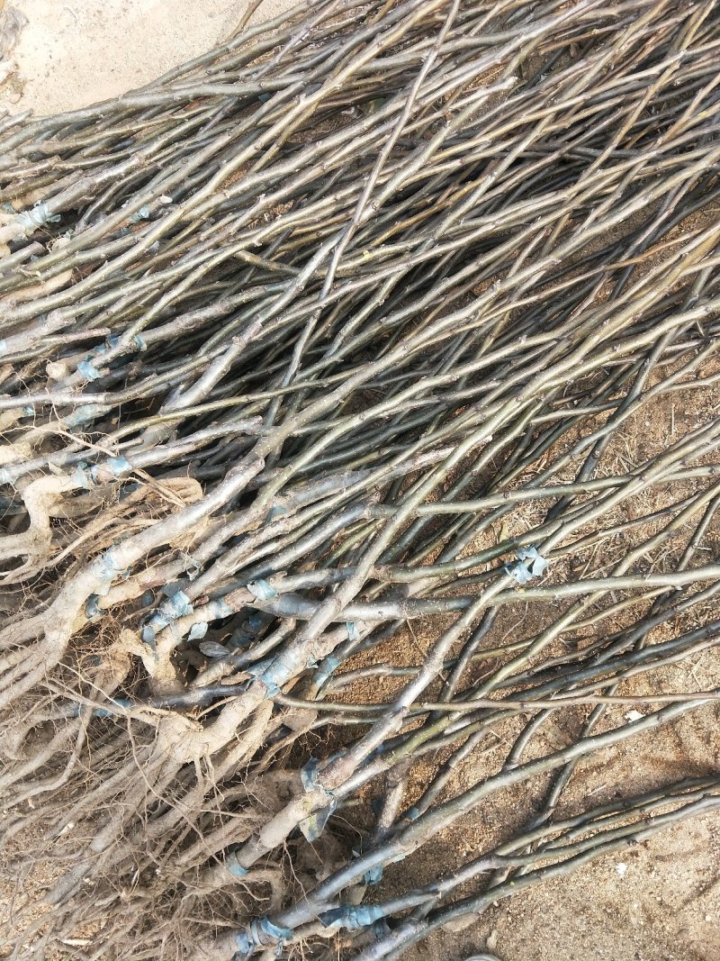 南水梨树，0.8至一公分的