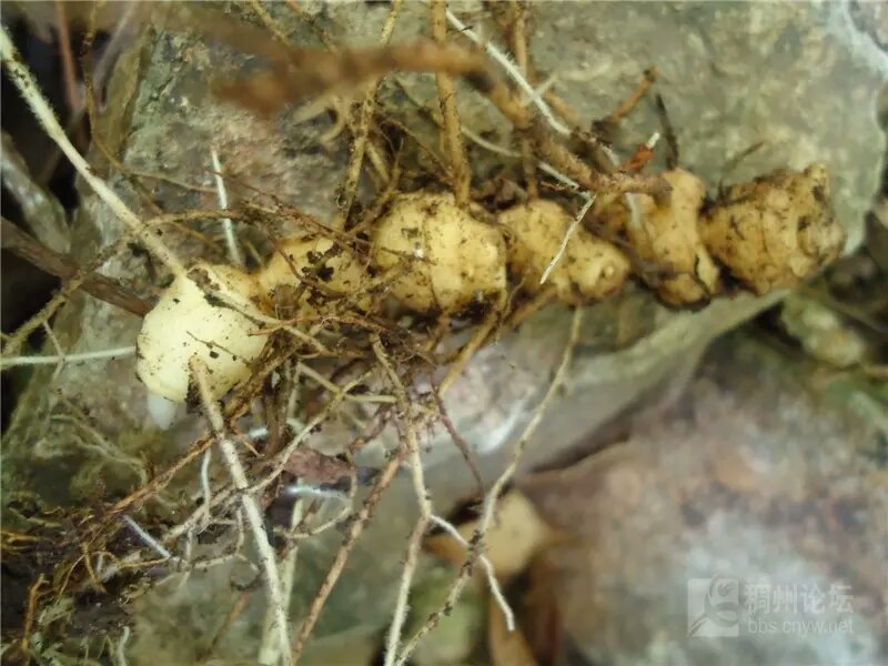 黄精