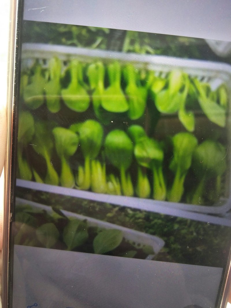 精品上海青、快菜、油麦菜