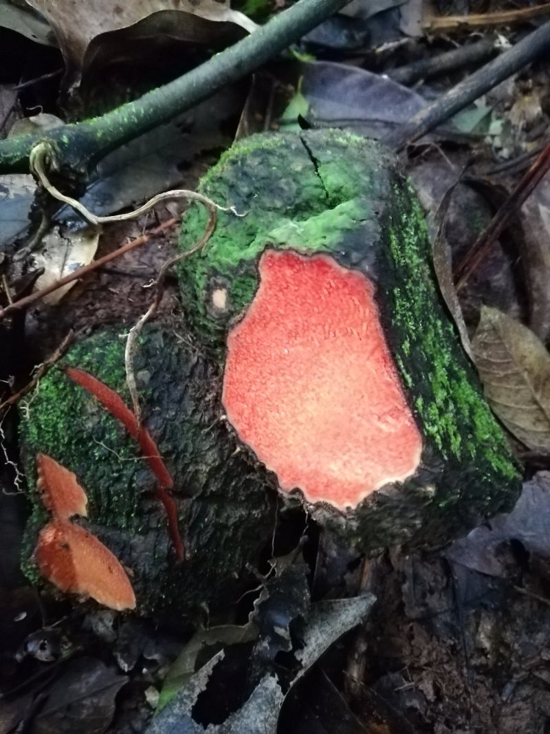 薯莨野生鲜货