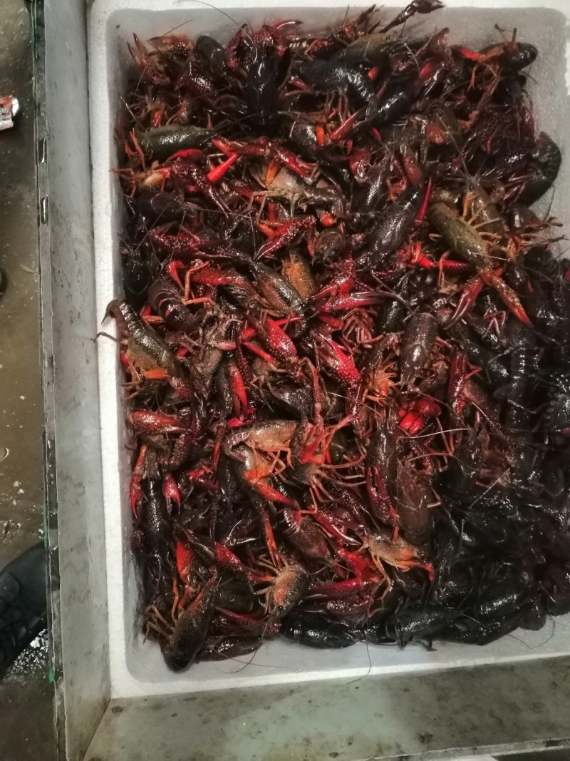虾类