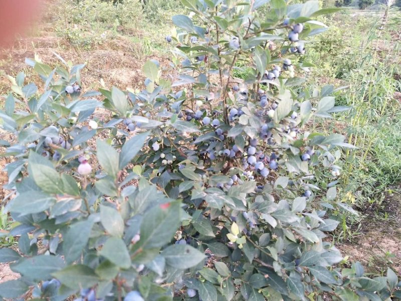兔眼蓝莓