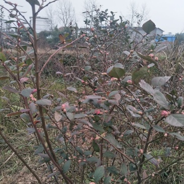 兔眼蓝莓