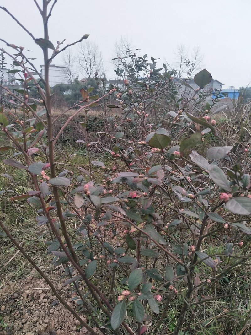 兔眼蓝莓