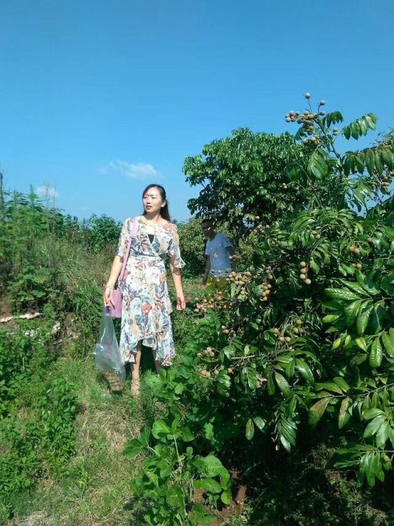 桂圆