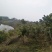 桂圆