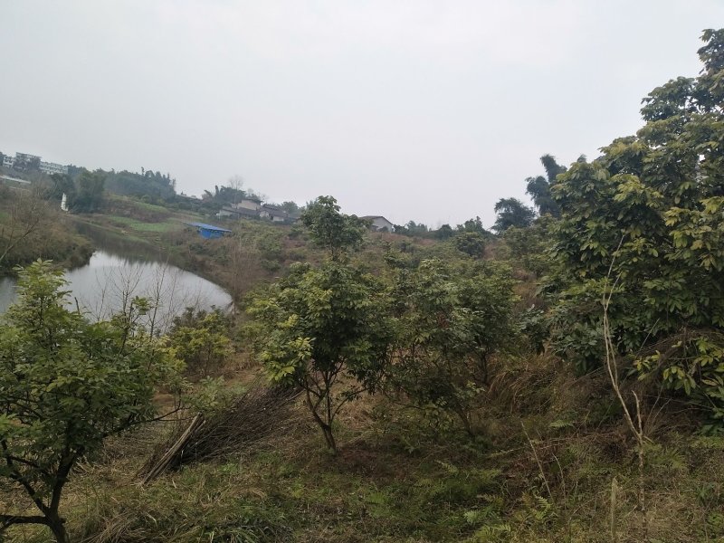 桂圆
