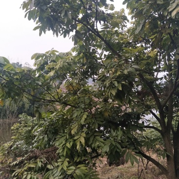 桂圆