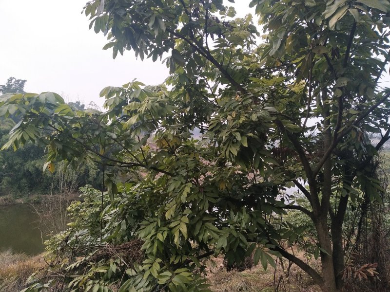 桂圆