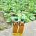 山油茶