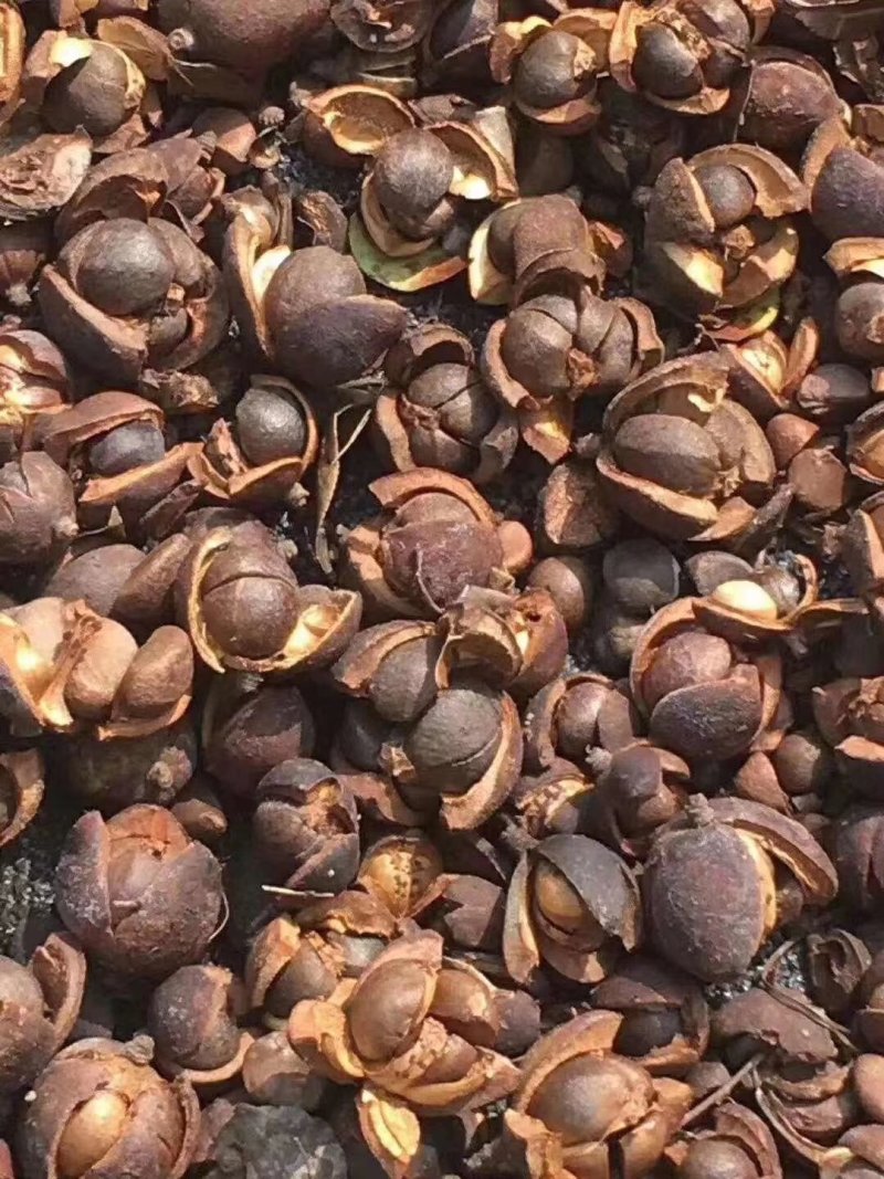 山油茶