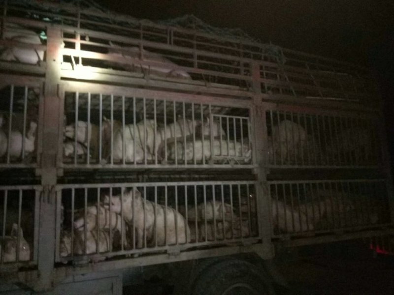 外三元仔猪，内三元仔猪，专业人员封闭管理饲养，防疫到位