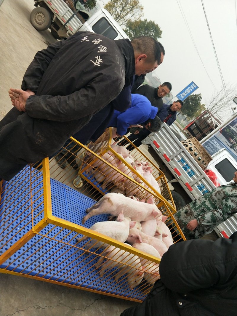 外三元仔猪，内三元仔猪，专业人员封闭管理饲养，防疫到位