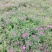 绣线菊(金山，金焰绣线，青叶)3o一5o高