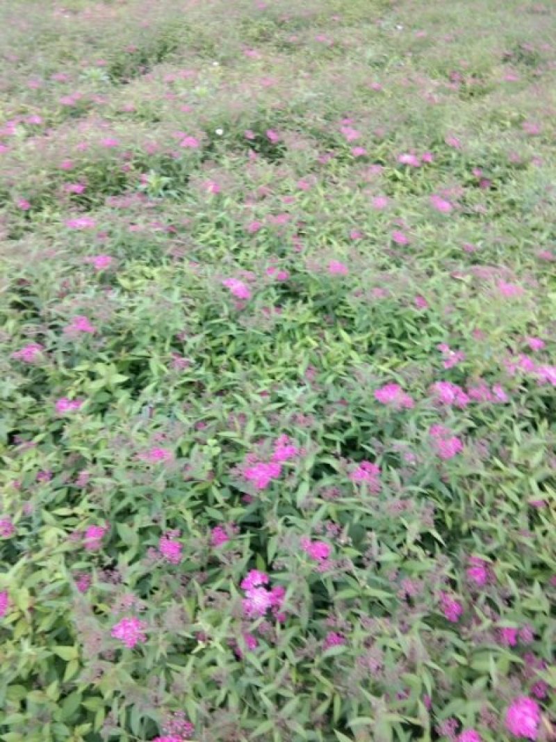 绣线菊(金山，金焰绣线，青叶)3o一5o高