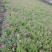 绣线菊(金山，金焰绣线，青叶)3o一5o高